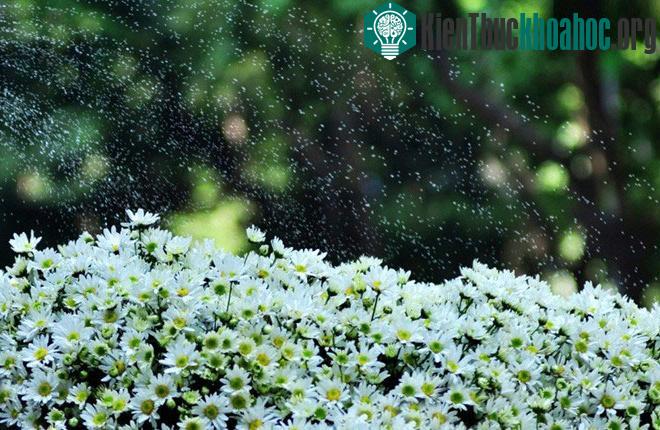 Cúc họa mi báo hiệu mùa đông trên phố Hà Nội