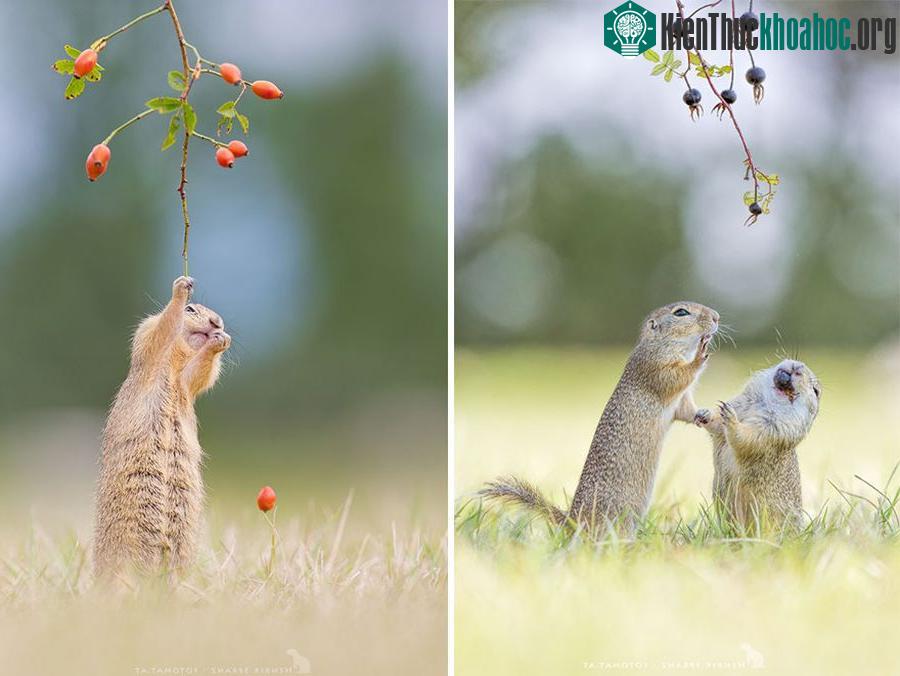 Cặp đôi sóc đất đang chia sẻ thức ăn với nhau. Chúng vừa ăn vừa chia sẻ với nhau những câu chuyện vụn vặt trong ngày. (Nguồn Bored Panda)