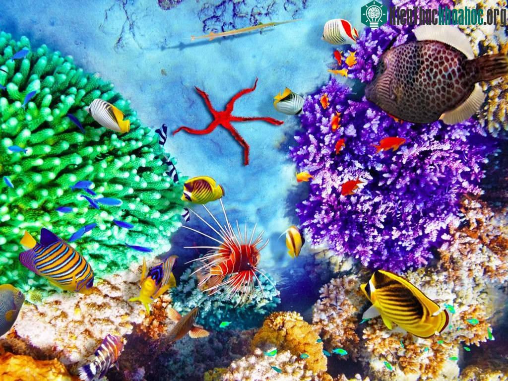 Từ ẩm thực, văn hóa tới thiên nhiên và động vật hoang dã, Great Barrier có đủ điều thú vị cho du khách khám phá.