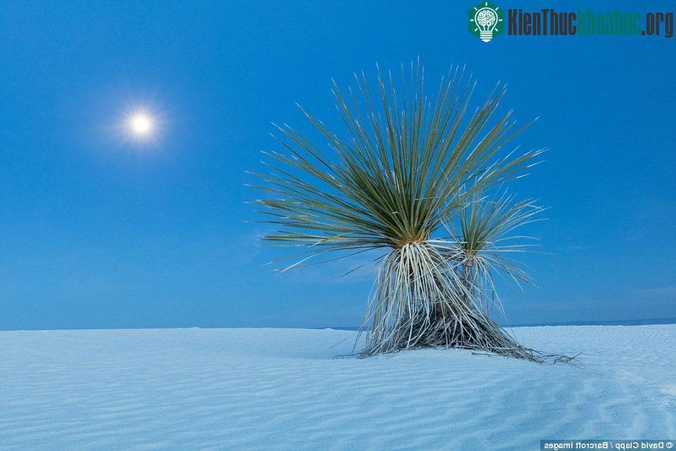 Một cây yucca trên sa mạc ở khu tưởng niệm quốc gia White Sand, Alamogordo, bang New Mexico.