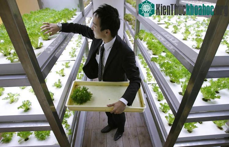 Ruộng lúa chín vàng óng trong văn phòng công ty Nhật ảnh 17