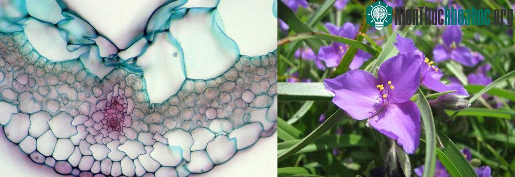 18. Đây là hình ảnh phóng to của cánh hoa thài lái tím thuộc họ Tradescantia.