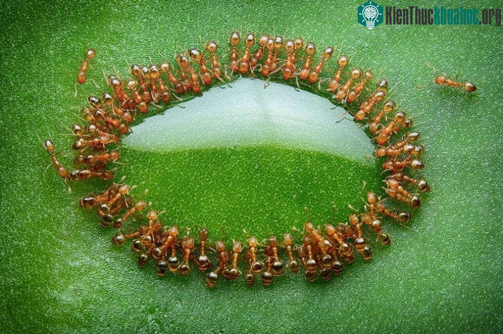 Những chú kiến xếp hàng một cách ngay ngắn bên cạnh giọt mật.