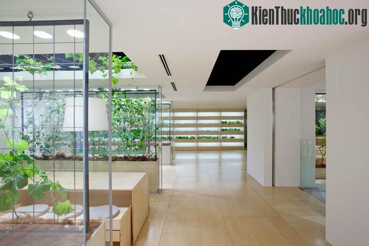 Ruộng lúa chín vàng óng trong văn phòng công ty Nhật ảnh 18