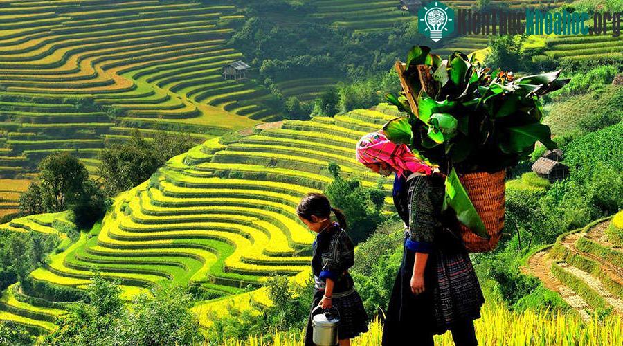 Không chỉ có Pisac, Peru mới nổi tiếng với ruộng bậc thang mà Sapa, Việt Nam cũng chẳng hè kém cạnh