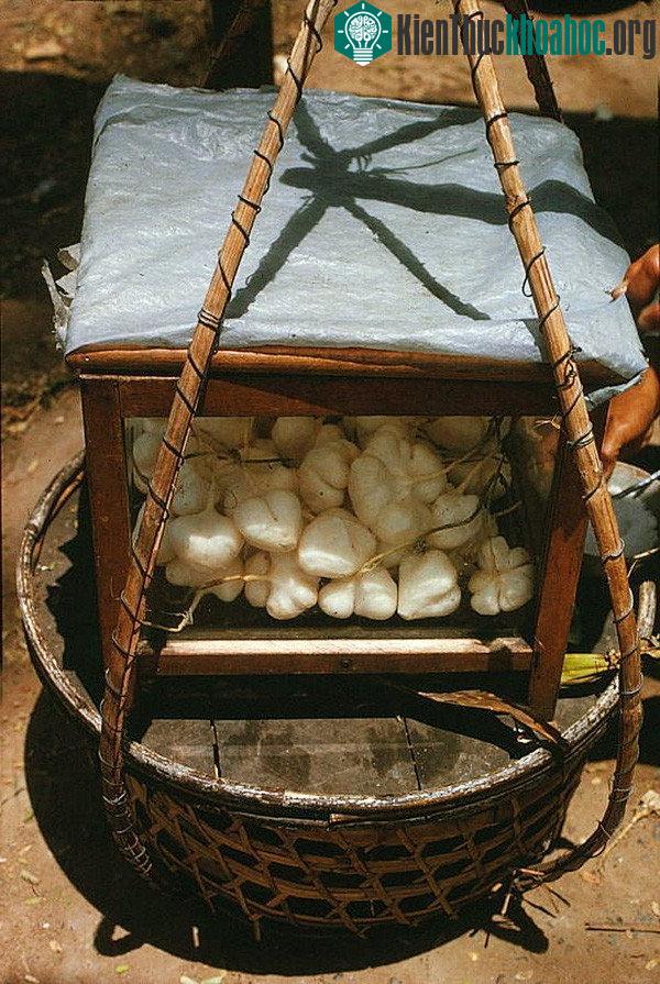 Củ đậu sắn gọt sẵn, để trong tủ kính, sẵn sàng phục vụ thực khách.