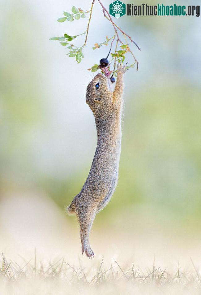 Cảnh tượng thú vị khi sóc đất níu cành hái quả. (Nguồn Bored Panda)