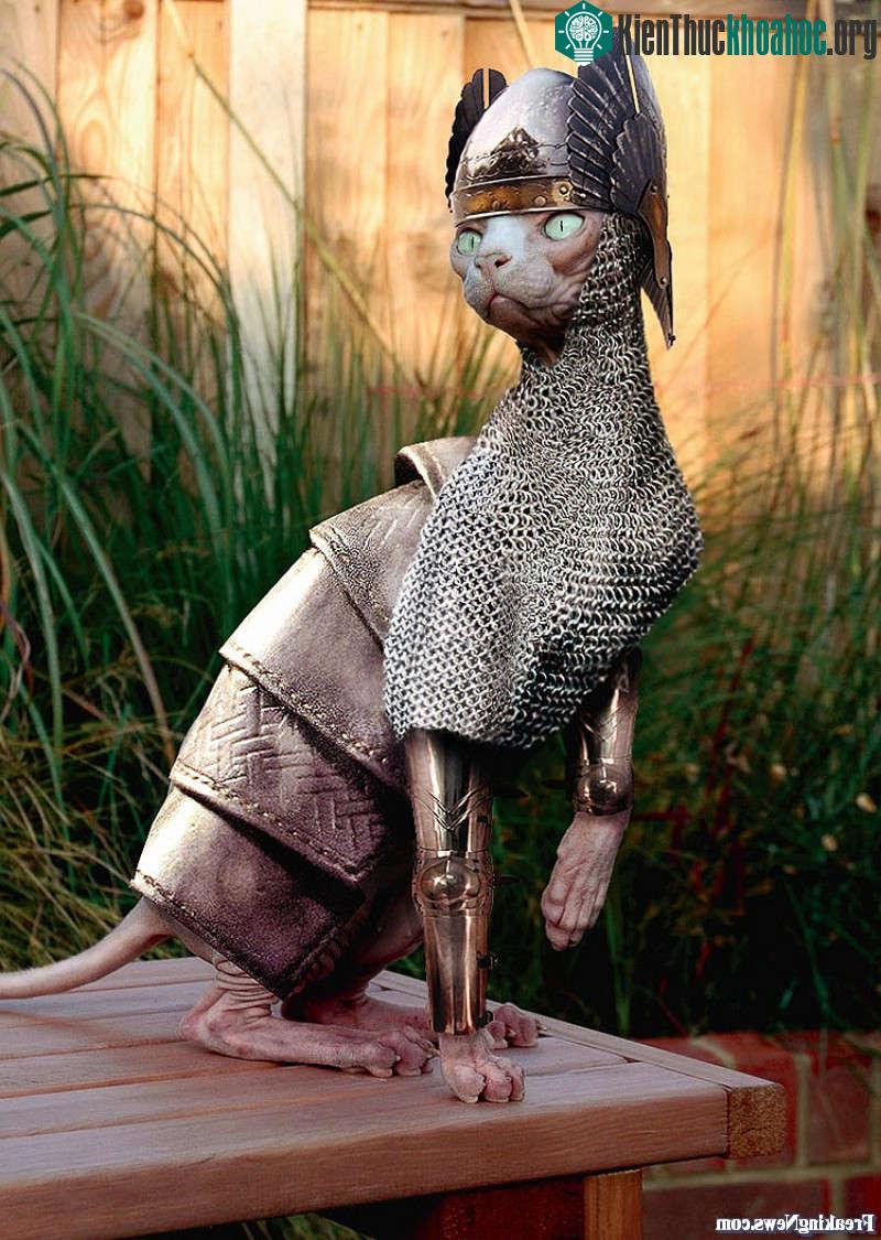 Mèo Sphynx, Mandrak