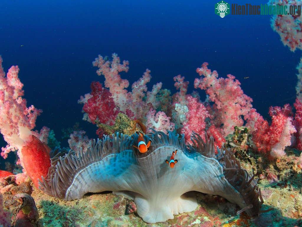 Great Barrier sẽ làm hài lòng bất cứ ai, dù là một gia đình nhiều thế hệ, một cá nhân đam mê phiêu lưu, hay một nhóm bạn muốn thư giãn ở thiên đường n...