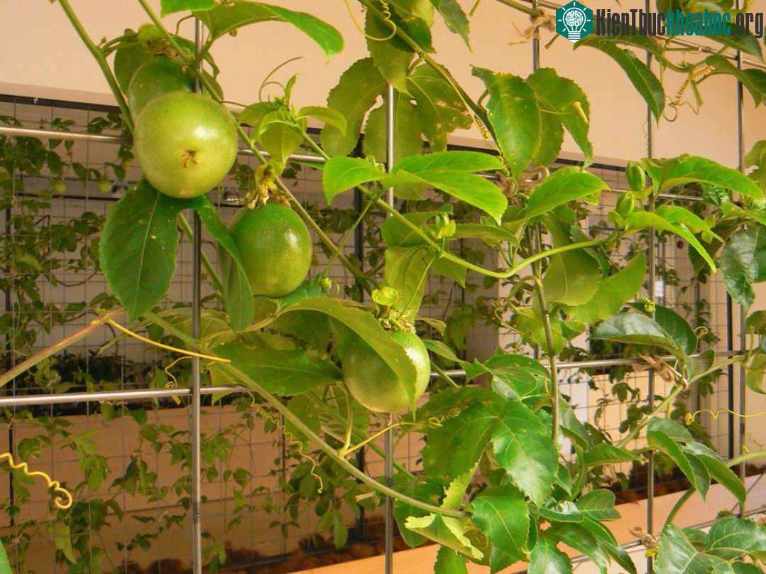 Ruộng lúa chín vàng óng trong văn phòng công ty Nhật ảnh 19