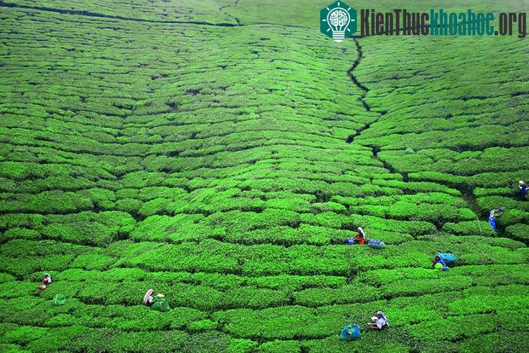 Nuwara Eliya