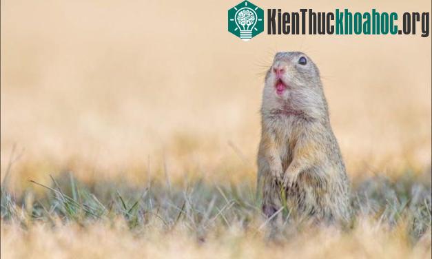 Ánh mắt ngạc nhiên pha lẫn cảnh giác khi sóc đất phát hiện ra nhiếp ảnh gia Henrik. (Nguồn Bored Panda)