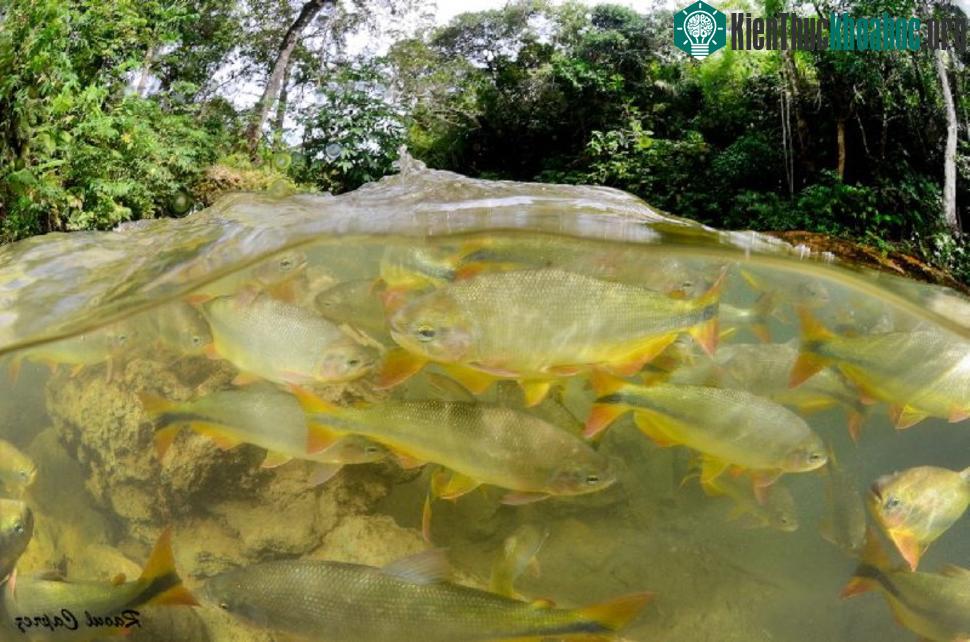 Quần thể cá dưới biển của Brazil trông thật ngoạn mục.