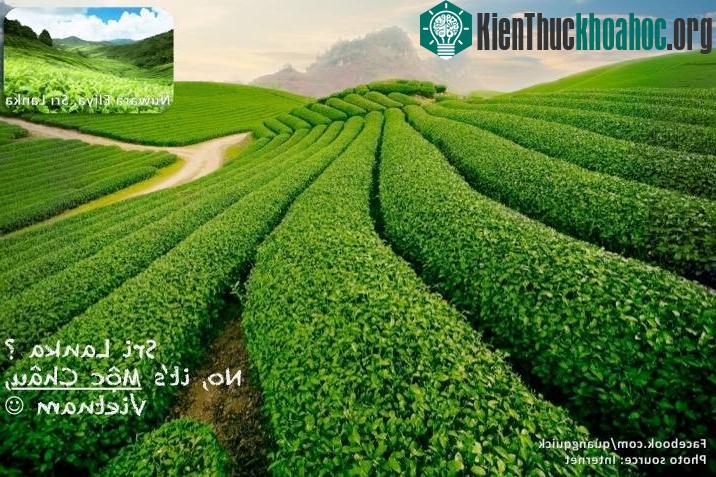 Những đồi chè của Thái Nguyên đẹp đâu có kém cạnh Sri Lanka cơ chứ!