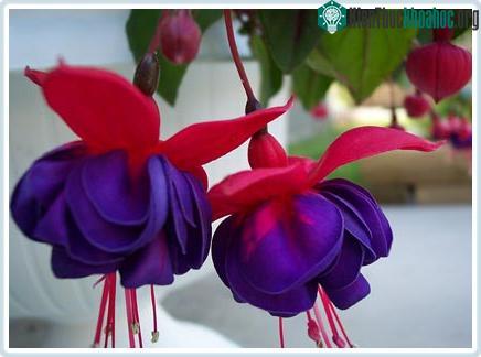 Fuchsia (Ảnh: shaw.ca)