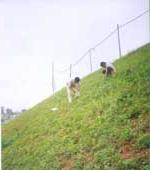 Chống xói mòn cho đất bằng... polyme! ảnh 2