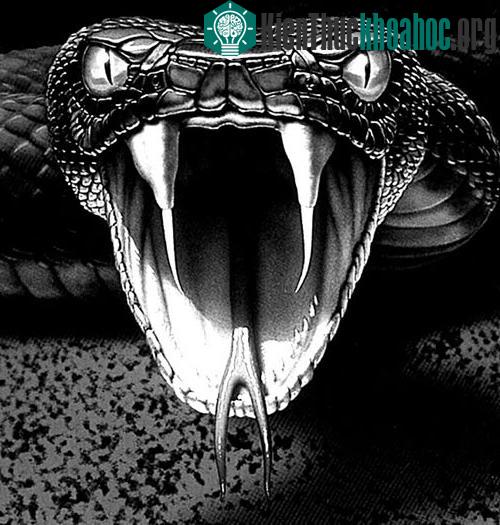 Rắn Viper Bắc Mỹ