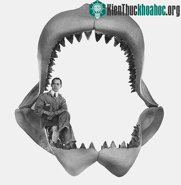 Megalodon thì khổng lồ và cần "khẩu phần ăn" từ các loài vật lớn.