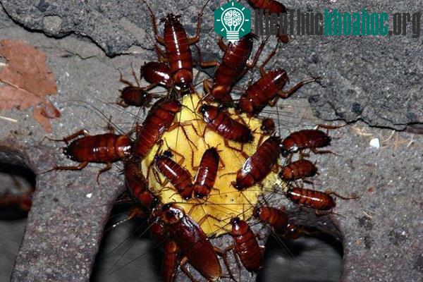 Mẹo đuổi gián ra khỏi nhà