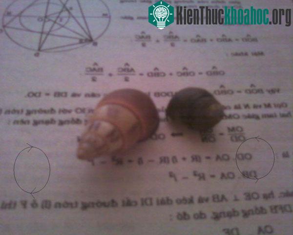 Đây là hình ảnh của hai con ốc, bên trái là ốc bình thường, còn bên phải là ốc ngược chiều kim đồng hồ