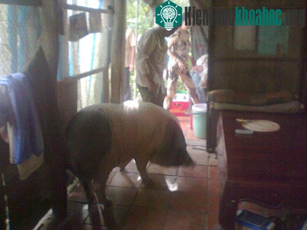 Heo biết giữ nhà và ăn chay ảnh 2