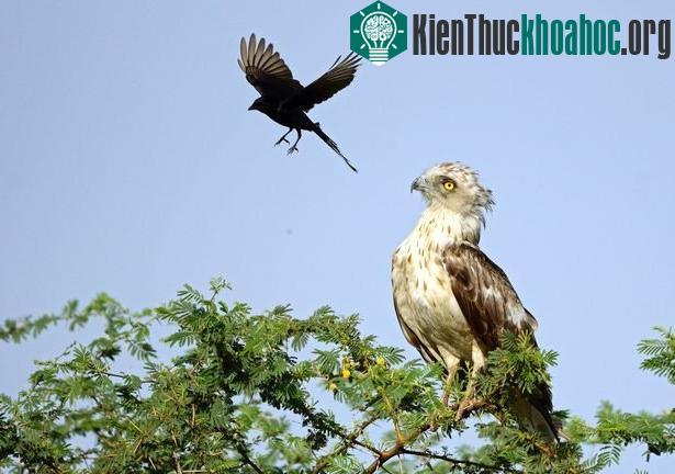 Kỳ lạ quạ đen đè đầu cưỡi cổ đại bàng ảnh 2