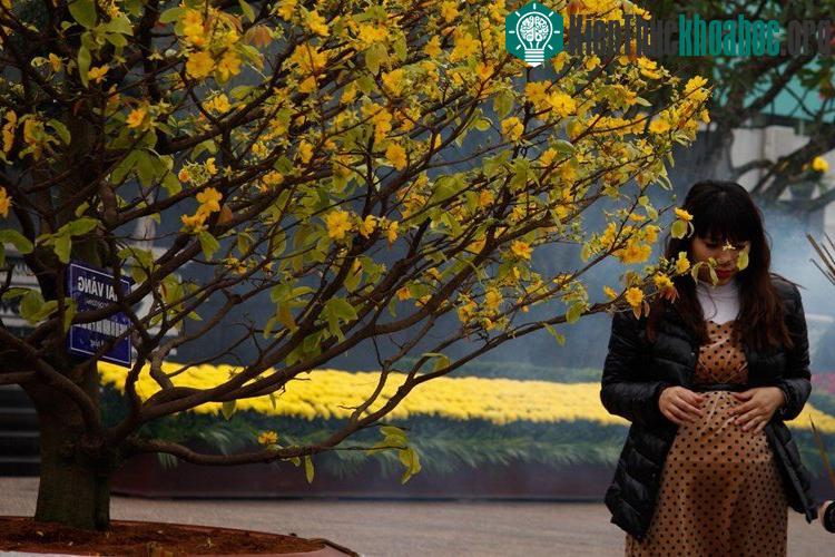 Mai vàng miền Nam khoe sắc trên quảng trường Ba Đình.