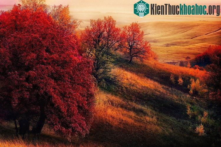 Bức ảnh chụp tại Tatarstan, Nga đẹp ngỡ như tranh với màu đỏ, cam, vàng đẹp như trải thảm.