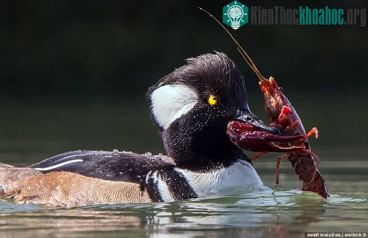 Vịt hoang lắc mạnh con tôm đỏ trên mặt nước khiến một càng của nó bị đứt lìa.