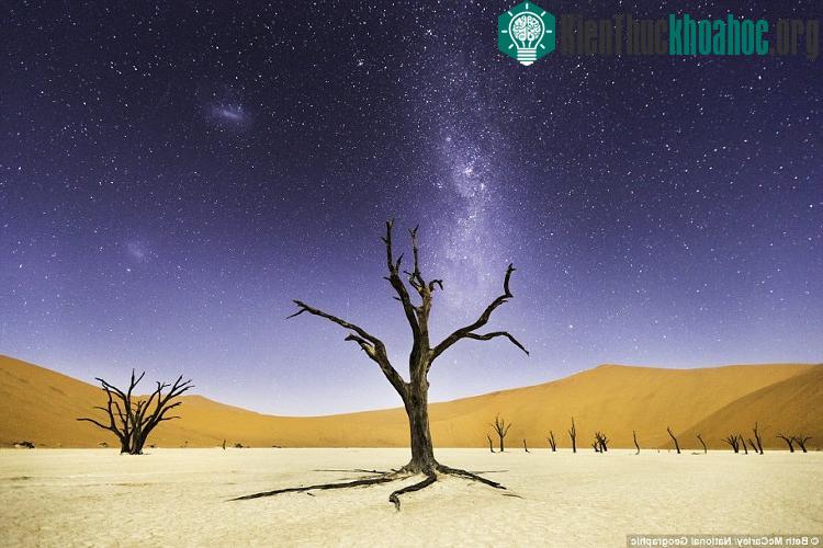 Cây lạc đà gai vươn mình dưới bầu trời sao ở Deadvlei, Namib-Naukluft Park, Namibia.