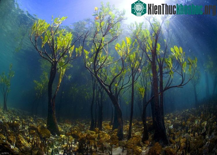 Những cây xoài non dưới nước