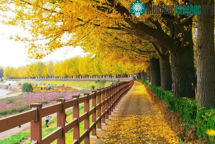 Một bên đường có lối đi tản bộ lãng mạn, cho du khách chiêm ngưỡng hàng rẻ quạt trải dài và hít thở không khí trong lành.