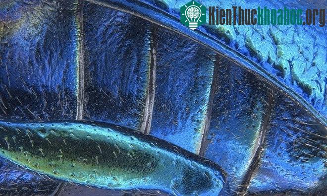 Bức ảnh chân sau của bọ lá vai rộng (phóng đại 40 lần)