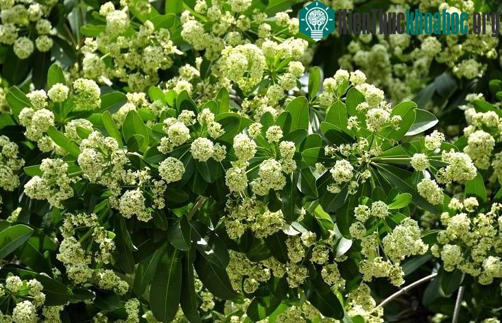 Thu Hà Nội không còn hoa sữa thì sẽ ra sao? Mỗi người có một cảm nhận, một câu trả lời khác nhau nhưng có một điều chắc chắn là sẽ có nỗi bâng khuâng khó tả.