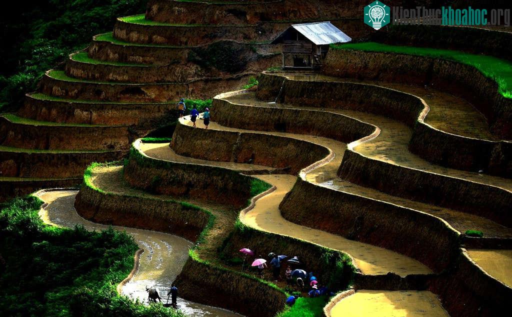 Những thửa ruộng nối đuôi nhau, ngoằn ngoèo từ dãy núi này sang dãy núi khác.