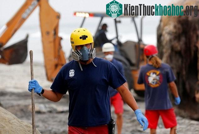 Đồng thời, họ cũng cố gắng phủ lên xác con cá voi nhiều cát để giảm bớt mùi hôi thối, tanh nồng nặc. Mặc dù vậy, người ta vẫn có thể ngửi thấy mùi kinh khủng cách đó cả kilomet.