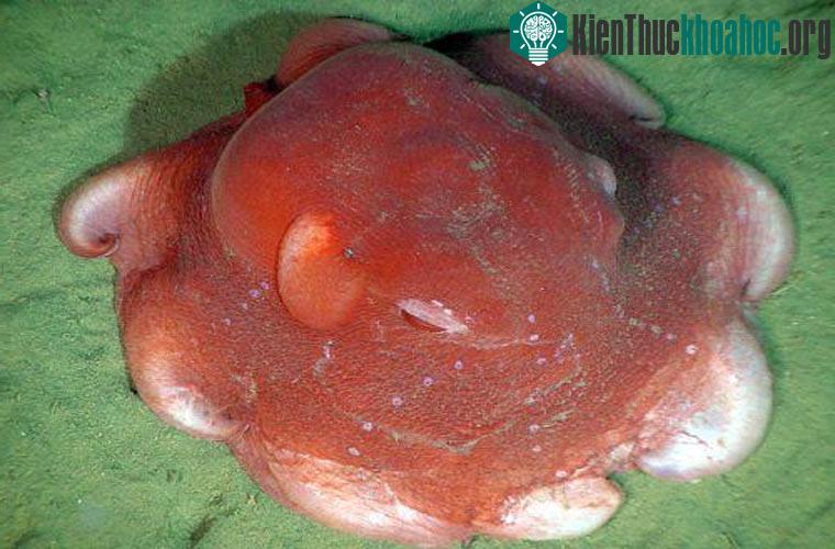 Loài bạch tuộc Dumbo được gọi như vậy là do những chiếc vây quanh người nó trông giống như những chiếc tai của loài voi bay trong phim hoạt hình của Disney. Loài này cư trú ở mực nước sâu (khoảng 4...