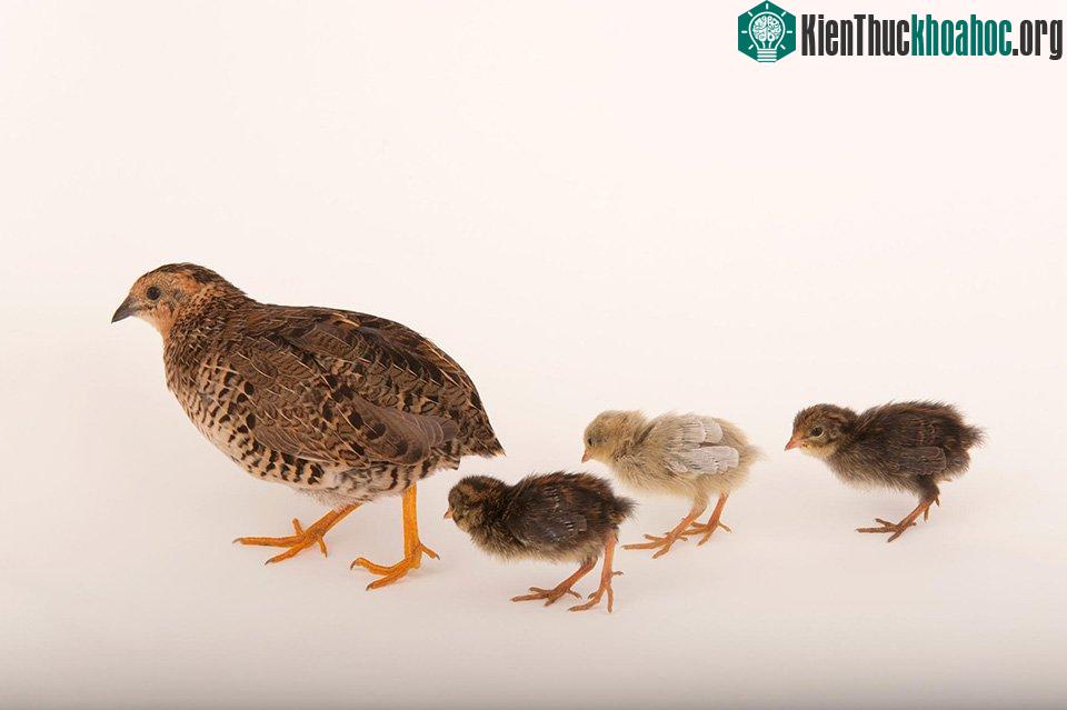 Follow the Leader - Một con chim cút ngực lam (Coturnix chinensis) đang dẫn đầu bầy con ở phía sau.