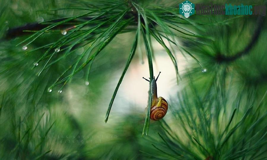 Thời điểm chụp ảnh ưa thích của nữ nhiếp ảnh gia là vào buổi chiều tối, khi ánh sáng không quá chói chang, phù hợp với điều kiện để ốc sên tỏa sáng.