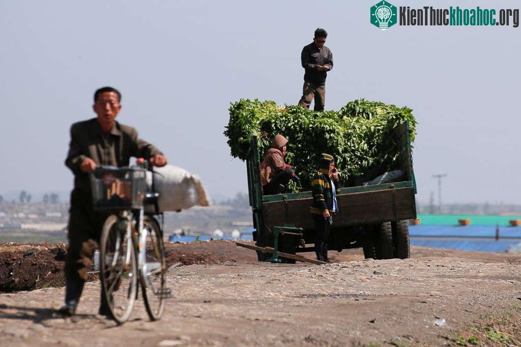 Trong nỗ lực đảm bảo an ninh lương thực, Triều Tiên đang phát triển một vài nông trang điển hình, với trang thiết bị hiện đại. Tuy nhiên, phần lớn người dân Triều Tiên vẫn phải dựa vào nguồn lương ...