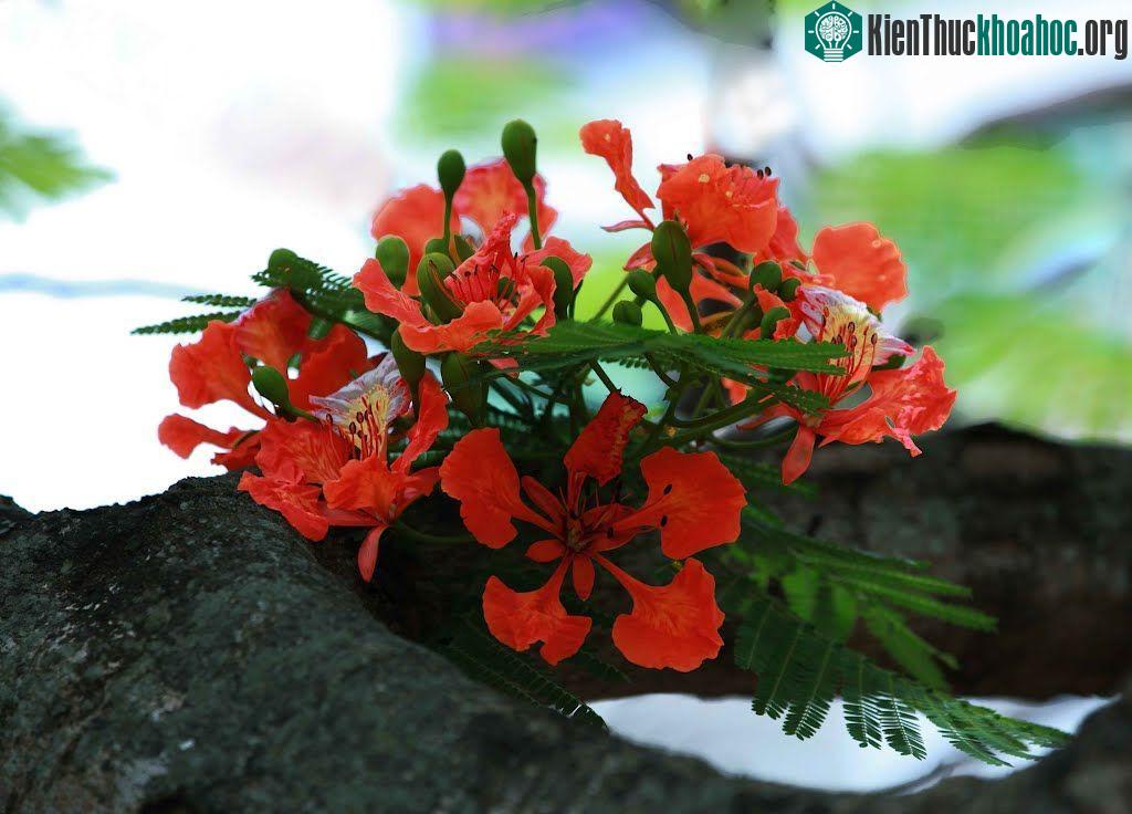 Hình ảnh hoa phượng vĩ tươi thắm gợi nhớ tuổi học trò đầy mơ mộng ảnh 2
