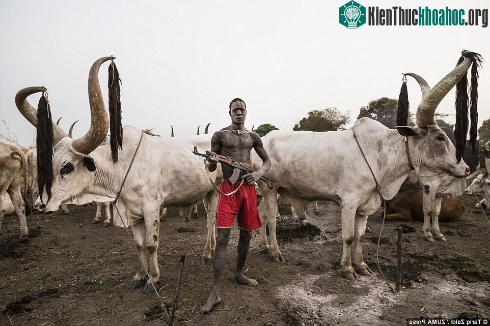 Người đàn ông này bảo vệ đàn bò Ankole-Watusi quý giá với một khẩu súng trường. Mỗi năm, khoảng 350.000 con bò bị bắt trộm, và hơn 2.000 người bị bọn trộm sát hại.