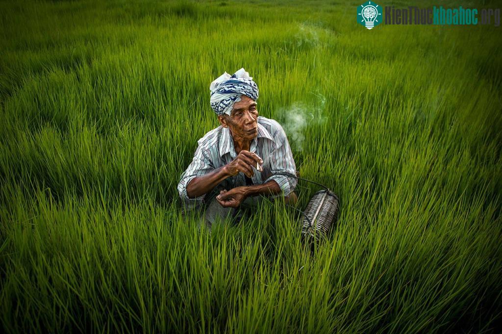 Đồng ruộng vùng nông thôn yên bình, những người nông dân lam lũ, giản dị.