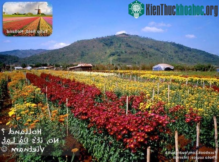 Được ngắm hoa ở Hà Lan thì đương nhiên là thích rồi, nhưng nếu chưa thể đi Hà Lan, hãy thỏa mãn trải nghiệm ấy ở Đà Lạt!