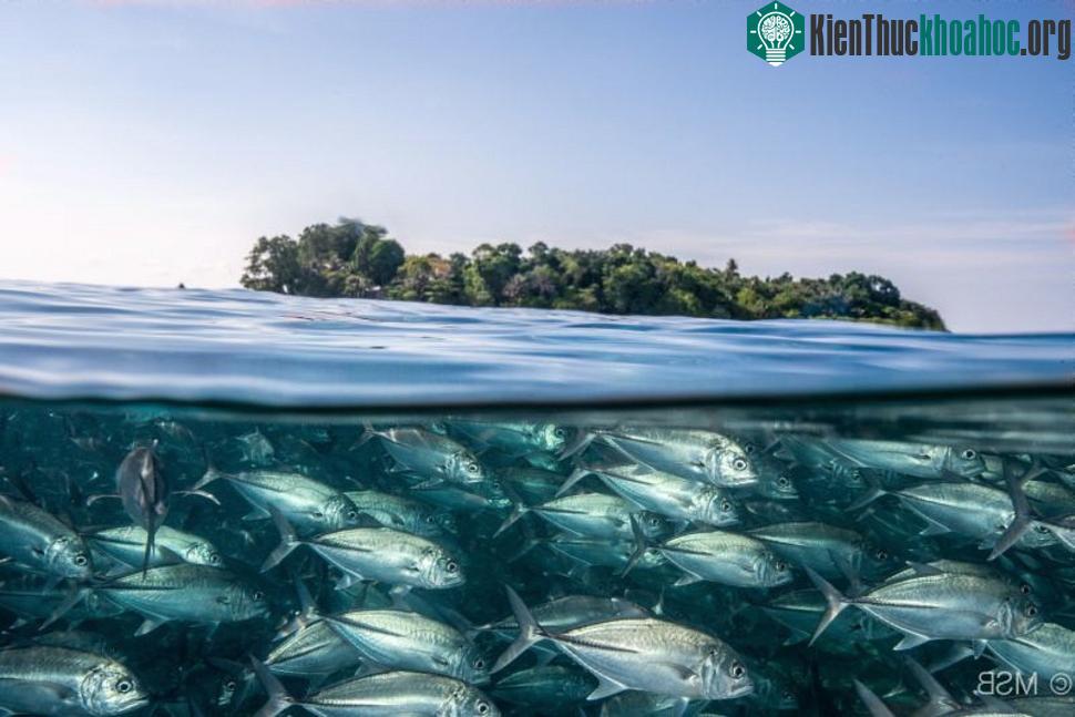 Đảo Sabah nổi tiếng ở Malaysia