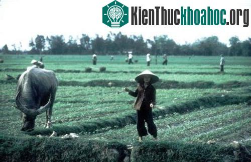 Trên một cánh đồng ngoại ô Hà Nội.
