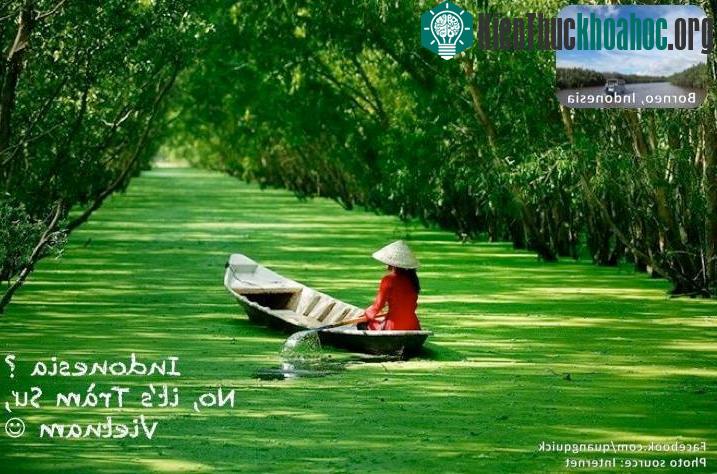 Indonesia? Không đây là rừng tràm Trà Sư đấy! Tuyệt đẹp phải không nào!