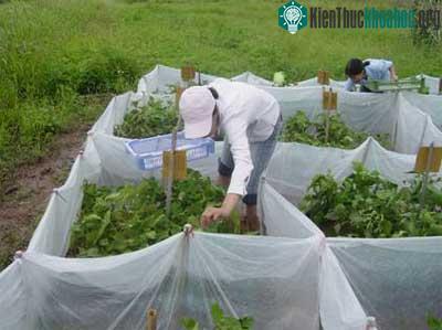 Thả nhện bắt mồi vào ruộng trồng cây đậu