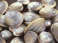 Đánh giá mức độ ô nhiễm dòng chảy bằng phương pháp sinh học ảnh 3