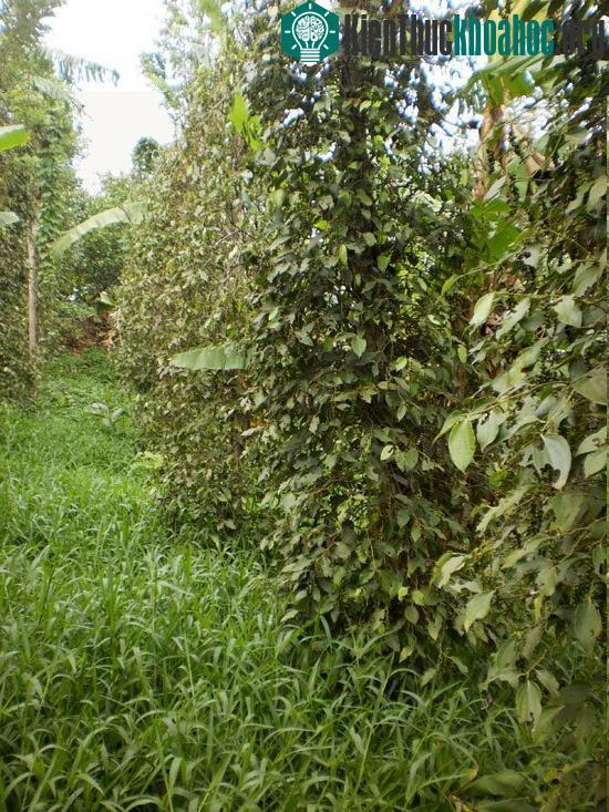 Thân chuối thối rữa tạo môi trường cho vi sinh